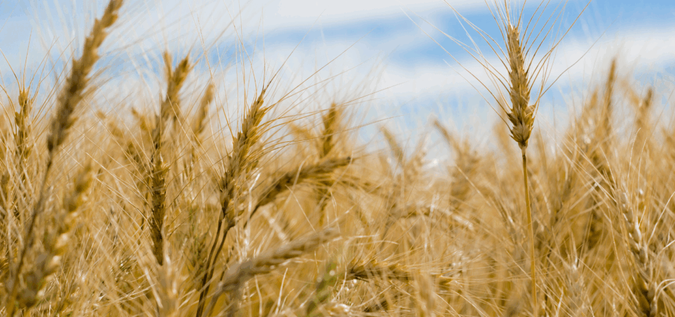 generic crop of wheat.