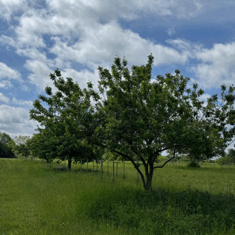 tree in field