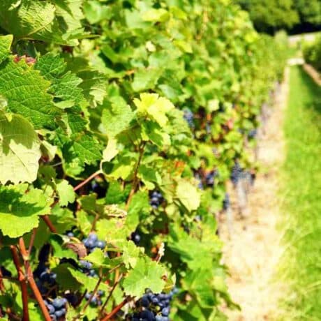 Image of Vineyard crop with dark purple grapes growing