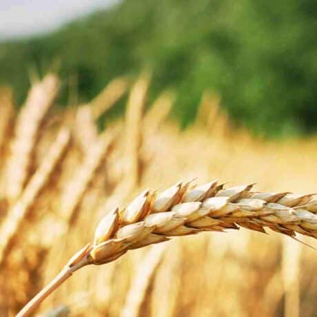 Close up image of wheat crop