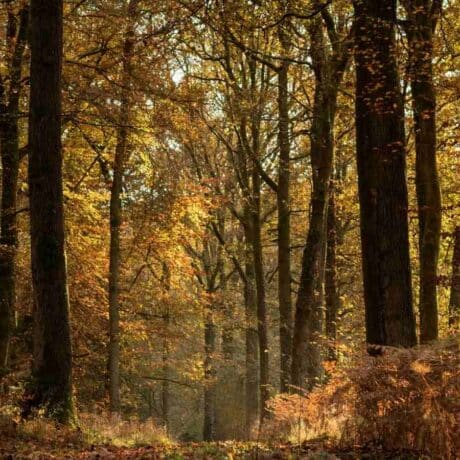 Image of autumnal forest with tall trees