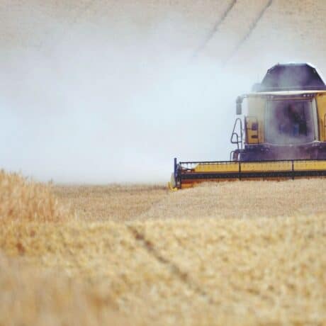 Image of combine harvesting wheat