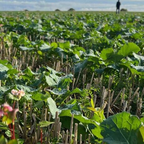 Image of Regen agriculture