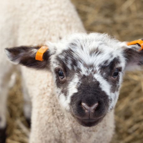 Image of a lamb