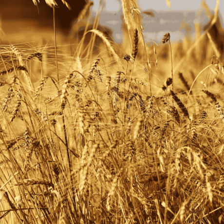 Close up image of wheat with combine in background