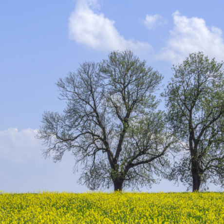 Image of a oil seed rape field with two trees in spring time