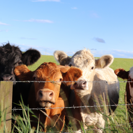 Image of Beef Suckler Herd