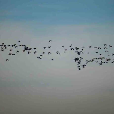 Image of birds flying in the sky