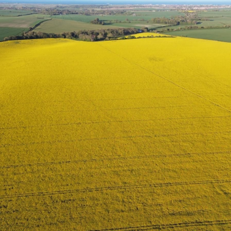 Image of Oilseed rape field