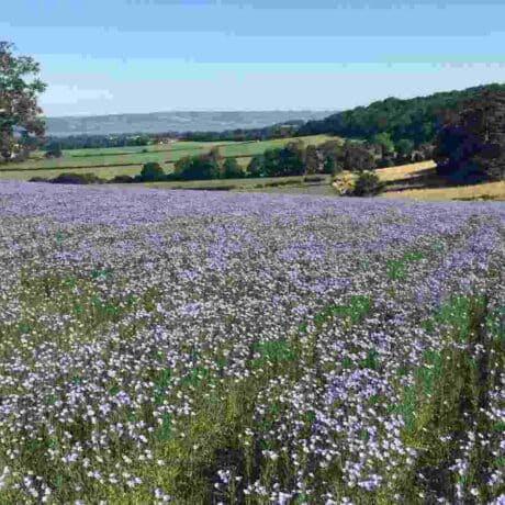 Image of Linseed field