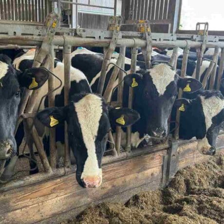 Image of cows