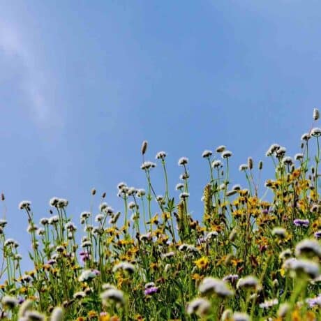 Image of wildflowers with clear blue sky