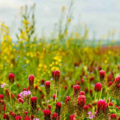 red and green wildflowers
