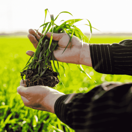 Person Holding Young Green Plant Over Field